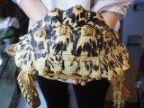 ■ソマリアヒョウモンリクガメ　No.1　　　●雌雄　メス　約320.0mm