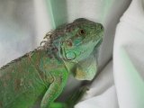 ■グリーンイグアナ　No.1　　　　　●体長 約55.0cm　※管理色　白