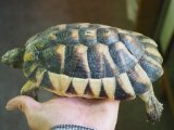 ■マルギナータリクガメ　　No.7　　　●性別　オス　　約178.0mm