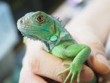 ■グリーンイグアナ　No.2　　　　　●体長 約50.0cm　※管理色　黄