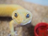 ■ヒョウモントカゲモドキ　オス　　●No.1  品種 マンダリンタンジェリン