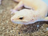 ■ヒョウモントカゲモドキ　メス　　●No.1  品種 アフガングリーンタンジェリンタイフーン