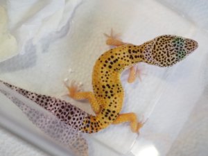 画像3: ■ヒョウモントカゲモドキ　No.8　　●雌雄 メス  品種 ハイイエロー