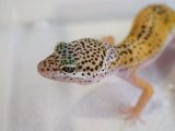■ヒョウモントカゲモドキ　No.8　　●雌雄 メス  品種 ハイイエロー