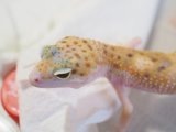 ■ヒョウモントカゲモドキ　メス　　●No.1  品種 　エクリプス