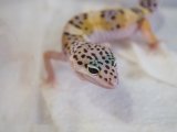 ■ヒョウモントカゲモドキ　No.1　　●雌雄 メス  品種 ハイイエロー