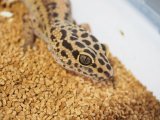 ■ヒョウモントカゲモドキ　オス　　●No.1  品種 レッドストライプhetレインウォーター