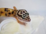 ■ヒョウモントカゲモドキ　No.6　　●雌雄 メス  品種 ハイイエロー