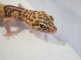 ■ヒョウモントカゲモドキ　メス　　●No.1  品種 　パステルラプター