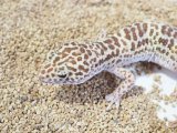 ■ヒョウモントカゲモドキ　オス　　●No.1 品種 ハイイエローhetアルビノ
