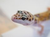 ■ヒョウモントカゲモドキ　No.9　　●雌雄 メス  品種 ハイイエロー