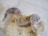 ■ヒョウモントカゲモドキ　No.3　　●雌雄 メス  品種 ハイイエロー