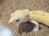 ■ヒョウモントカゲモドキ　オス　　●No.2  品種 アフガングリーンタンジェリンタイフーン