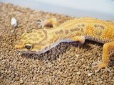 ■ヒョウモントカゲモドキ　オス　　●No.1  品種 アフガングリーンタンジェリントレンパーアルビノ