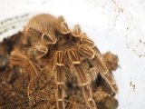 ■チャコマウスブラウン ♀