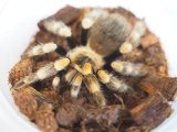 ■メキシカンレッドニー ♂？