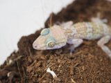 ■バスタールササクレヤモリ　No.1　　●体長 約9.0cm　　オス