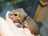 ■アカメカブトトカゲ　♂　　　　　●体長 約20.0cm