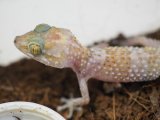 ■バスタールササクレヤモリ　No.4　　●体長 約8.0cm　　メス