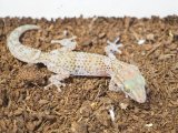 ■バスタールササクレヤモリ　No.3　　●体長 約8.0cm　　メス