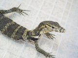 ■サルバトールモニター　　　　　　　●体長 約60.0cm