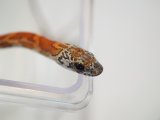 ■コーンスネーク No.1 体長約50cm　 ●サンキストhetシンダー