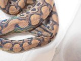 ■ブラジルレインボーボア　No.1　　　●CB　体長約50.0cm
