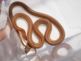 ■コーンスネーク No.1 体長約50cm　 ●テッセラブラットレッド