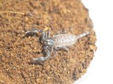 ■ダイオウサソリ　No.7　　　　　　●全長 約5.5〜6.0cm