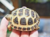■ホルスフィールドリクガメ　No.6　　●別名ロシアリクガメ 甲長約58.0mm