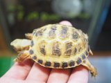 ■ホルスフィールドリクガメ　No.7　　●別名ロシアリクガメ 甲長約56.0mm