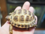 ■ホルスフィールドリクガメ　No.11  ●別名ロシアリクガメ 甲長約62.0mm
