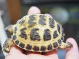 ■ホルスフィールドリクガメ　No.10  ●別名ロシアリクガメ 甲長約58.0mm