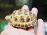 ■ホルスフィールドリクガメ　No.1　　●別名ロシアリクガメ 甲長約56.0mm