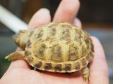 ■ホルスフィールドリクガメ　No.2　　●別名ロシアリクガメ 甲長約51.0mm