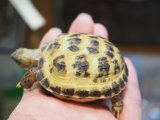 ■ホルスフィールドリクガメ　No.9　　●別名ロシアリクガメ 甲長約60.0mm