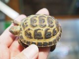 ■ホルスフィールドリクガメ　No.3　　●別名ロシアリクガメ 甲長約56.0mm