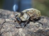 ■サビイロカブトムシ Mサイズ  ペア