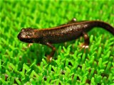 ■アマミシリケンイモリ　50匹