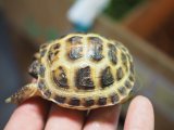 ■ホルスフィールドリクガメ　No.6　　●別名ロシアリクガメ 甲長約55.0mm