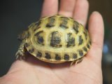 ■ホルスフィールドリクガメ　No.1　　●別名ロシアリクガメ 甲長約60.0mm