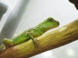 ■インドシナウォータードラゴン　　●体長 約25-35cm