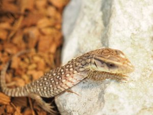 画像4: ■サバンナモニター　　　　　　　　●体長 約15-18.0cm