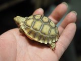 ■ケヅメリクガメ　　　No.8　　　　●甲長 約54.0mm