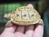 ■イエローアラブギリシャリクガメ　　 ■No.4 CB  性別 不明  約59.0mm