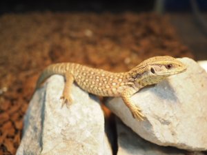 画像5: ■サバンナモニター　　　　　　　　●体長 約15-18.0cm