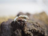 ■サハラカワラヤモリ　約6-8.0cm