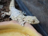 ■ムーアカベヤモリ ペア 約15.0cm　　●クロコダイルゲッコー