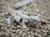 ■ペトリボウユビヤモリ　ペア　　　　●体長約8-10.0cm
