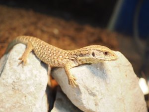 画像7: ■サバンナモニター　　　　　　　　●体長 約15-18.0cm